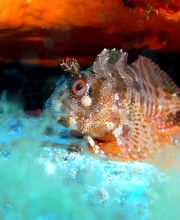 Divin' Giens image 14