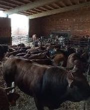 Pinsos Cortada imagen 17