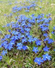 Hôtel Le Chamois image 10