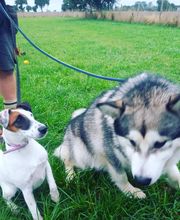 Binôme A 3 Education Canine image 13