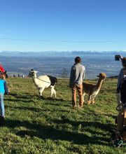 Alpaka Trekking Balmberg Tannenheim Bild 5