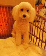 Coeur De Poils image 1