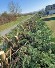 Elagage Gael Espaces Verts image 4