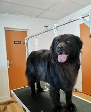 Chien Beauté image 3