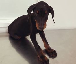 Arca Veterinaria imagen 6