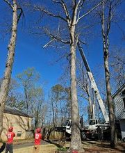 Southeast Tree image 1