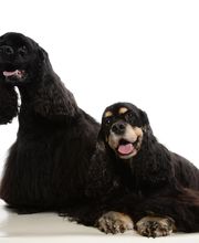 Animaux Loisirs image 1