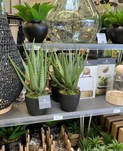 Malice Chateaulin image 15