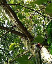 Chass'Eure De Frelons image 9