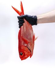 Miss Crispy Rice image 2