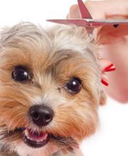 Hundesalon Pet Cut's Bild 2