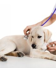 Tierarztpraxis Weber Bild 3