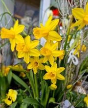 s'Bluemelädeli Schmid GmbH Bild 13