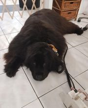 Chadog Toilettage image 18