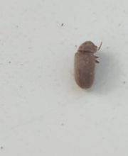 ahs - Schädlingsbekämpfung Abrell Bild 4