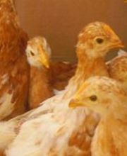 La Poussinière SCEA image 1