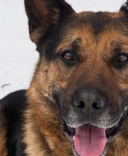 Hundetraining Grindelwald