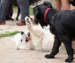Dog Ways Hundecenter Bild 13