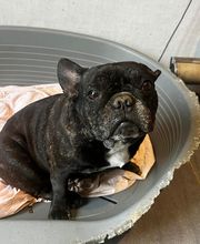 Le royaume du Bonheur image 12