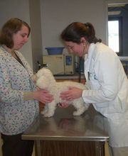 Germantown Hills Animal Hospital image 9