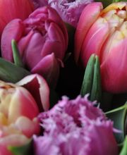 Zimmermann Flaach AG Blumen & Gartenbau Bild 10