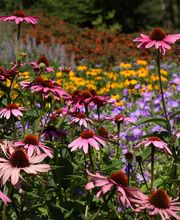 Kelpe Gartenbau Bild 1