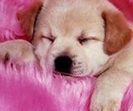 Paradis Canin image 2