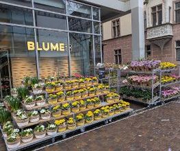 BLUME2000 Freiburg Bild 2