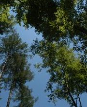 FriedWald Michelstadt im Odenwald Bild 1