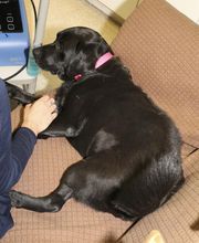 Skippack Animal Hospital image 1