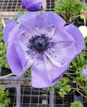 Marty Fleurs image 3