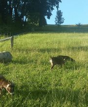 Restaurant Blüemlisalp Bild 7