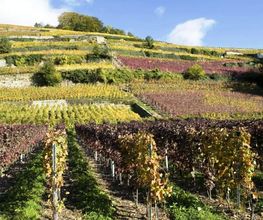 Badan Vins Bild 9