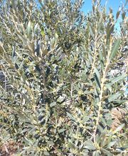 Agrícola Buhai imagen 3