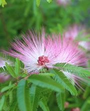 Jardinerie Tarnaise Castres image 3