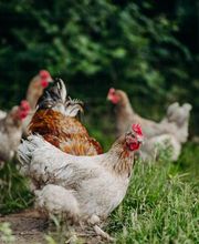 Ferme de La Ruchotte image 15