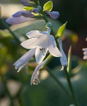 Blumen Schenk Bild 1