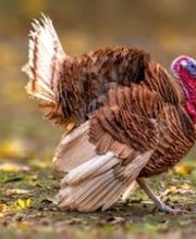 Pavo-3.jpg