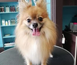 Doggy Chou image 2