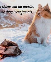 Espace SOS Canin image 3