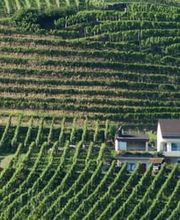 Weingut Alter Berg Bild 5