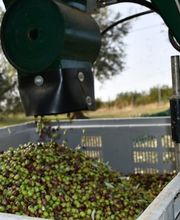 AZIENDA AGRICOLA MIRACCO ATANASIO FRANCO immagine 12
