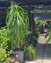 Midtown Garden Center image 18