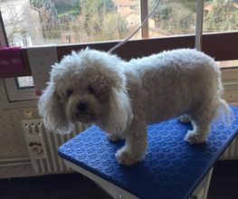 Domidogs image 15