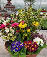 D.S.Ligneau Horticulture image 1