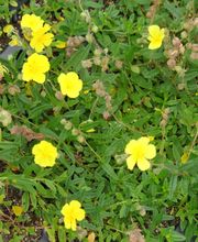 Staudengärtnerei David Müller Bild 41