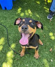 Humane Society Of Greater Miami North image 20