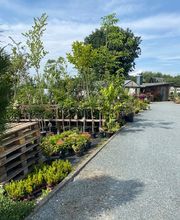 Baumschule Feustel Bild 5