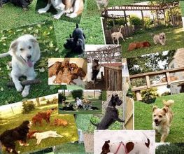 Tierpension Prebberede Bild 1