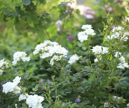Elztal Gartenbau Bild 53